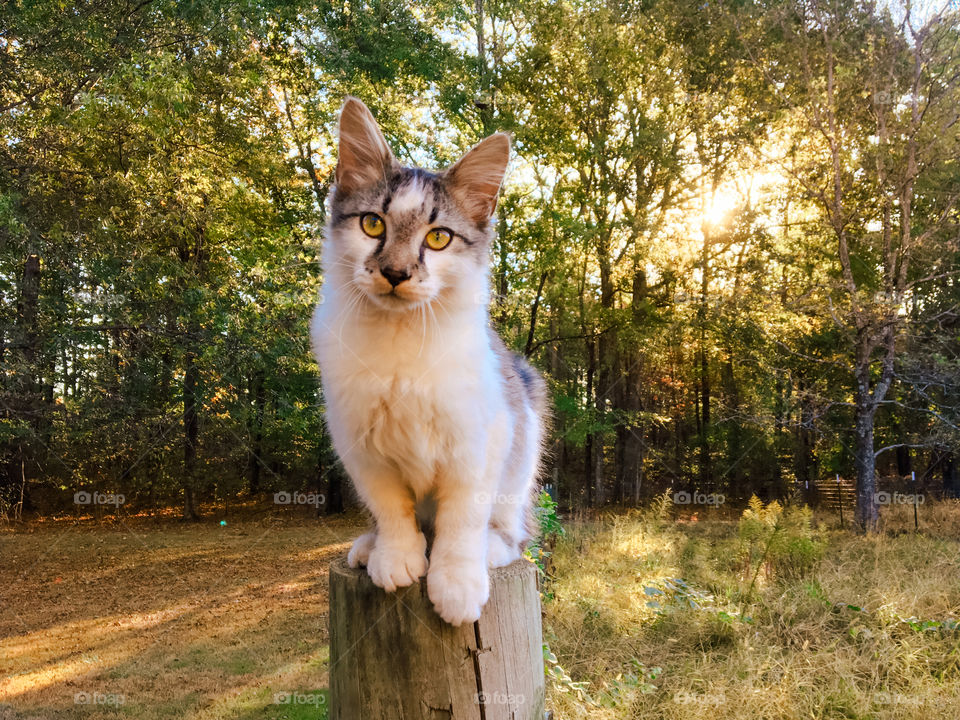 Tabby and White Cat Sitting on a Fence Post at Sunrise 