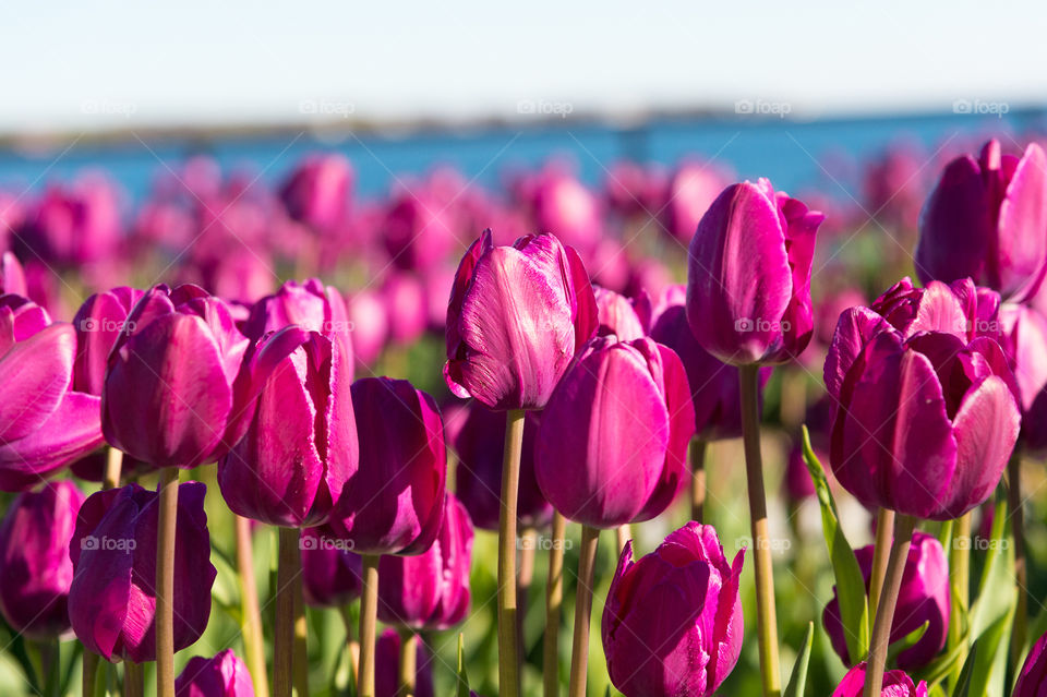 Close up close up of purple tulips