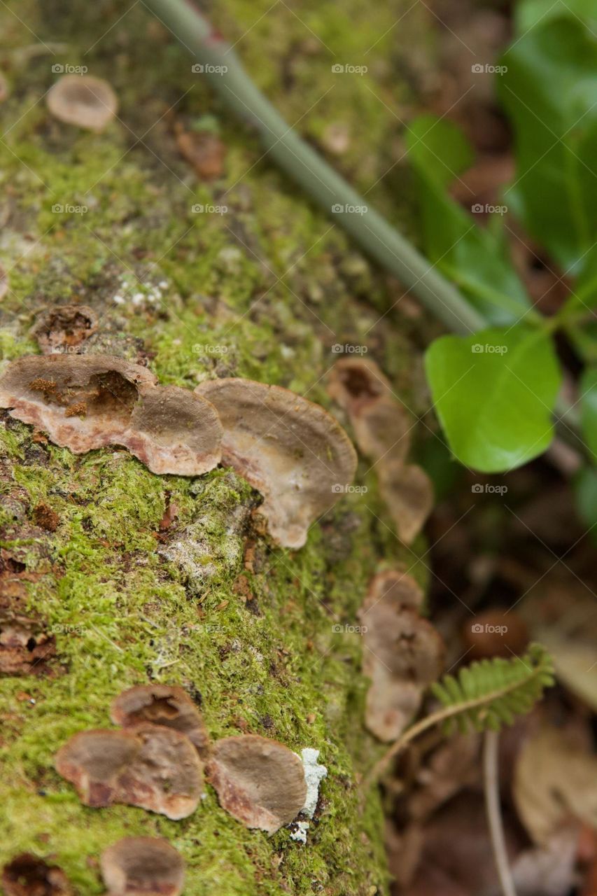 Fallen Tree