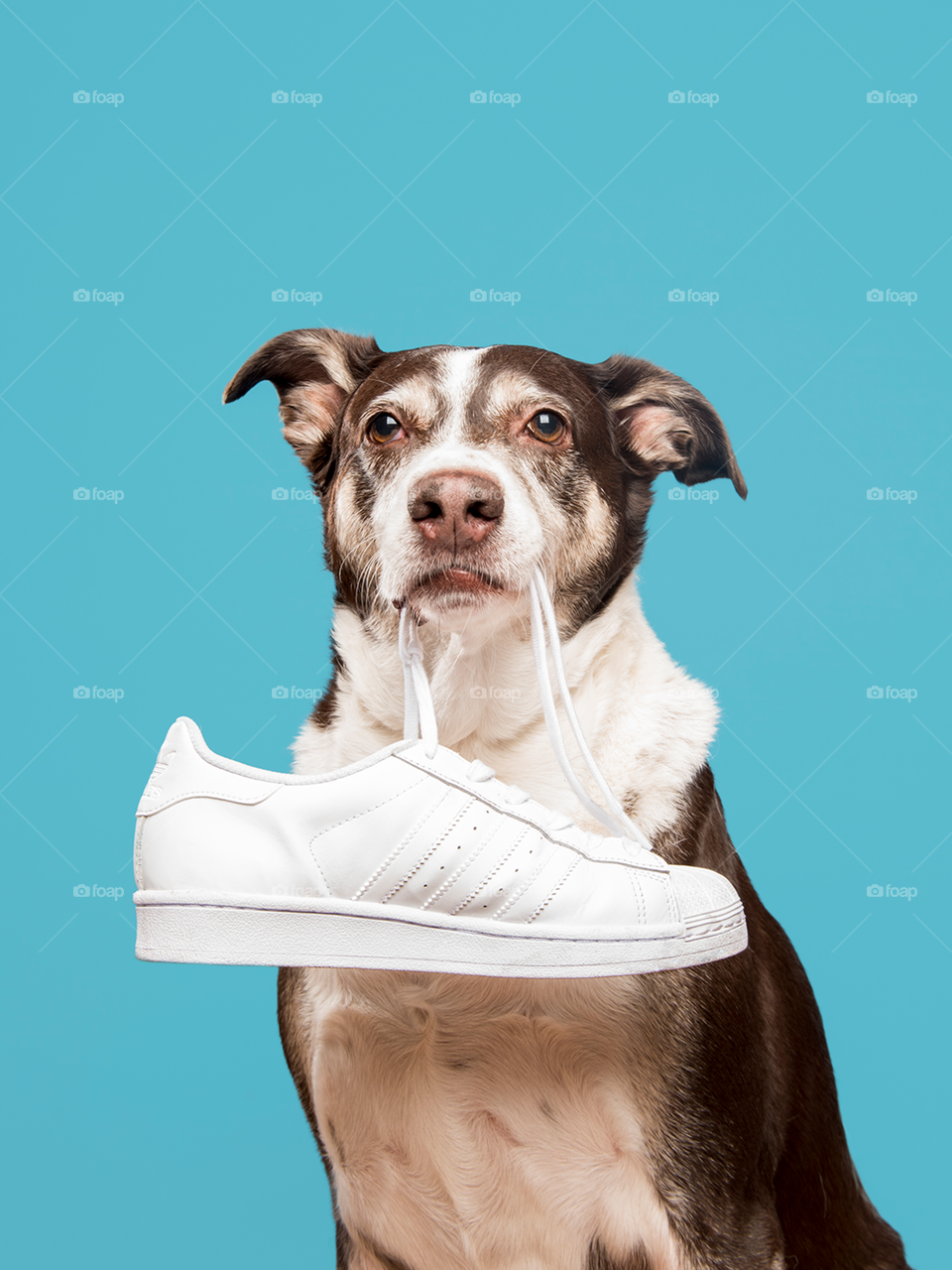 Dog with white sneakers 