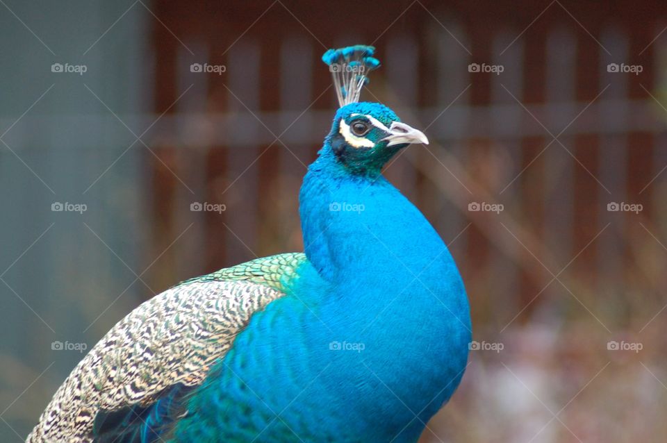 Peacock upclose. Upclose photo of peacock 