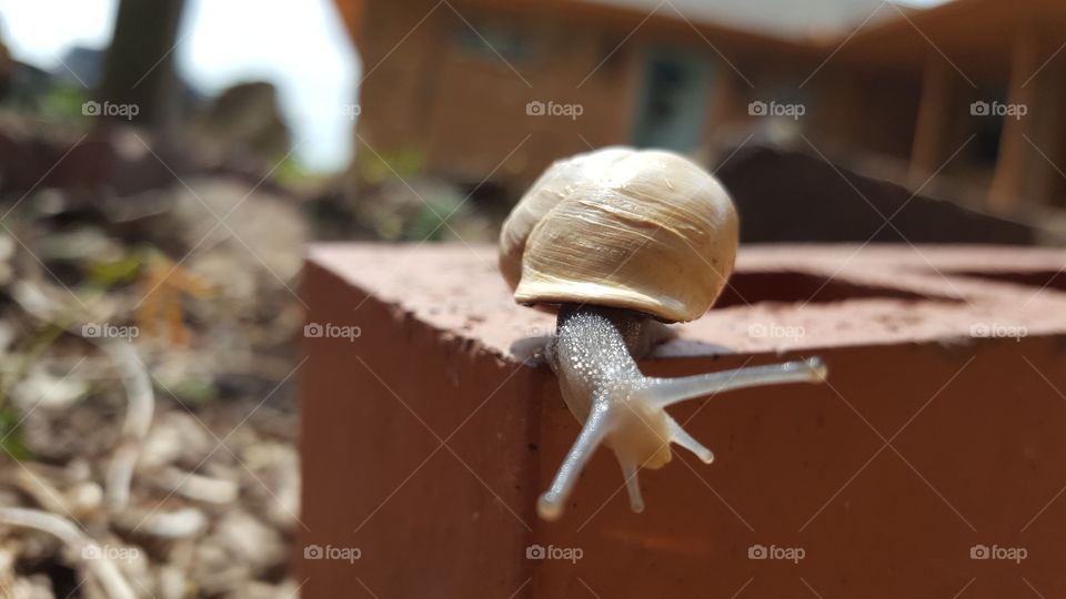 A Snail's Life
