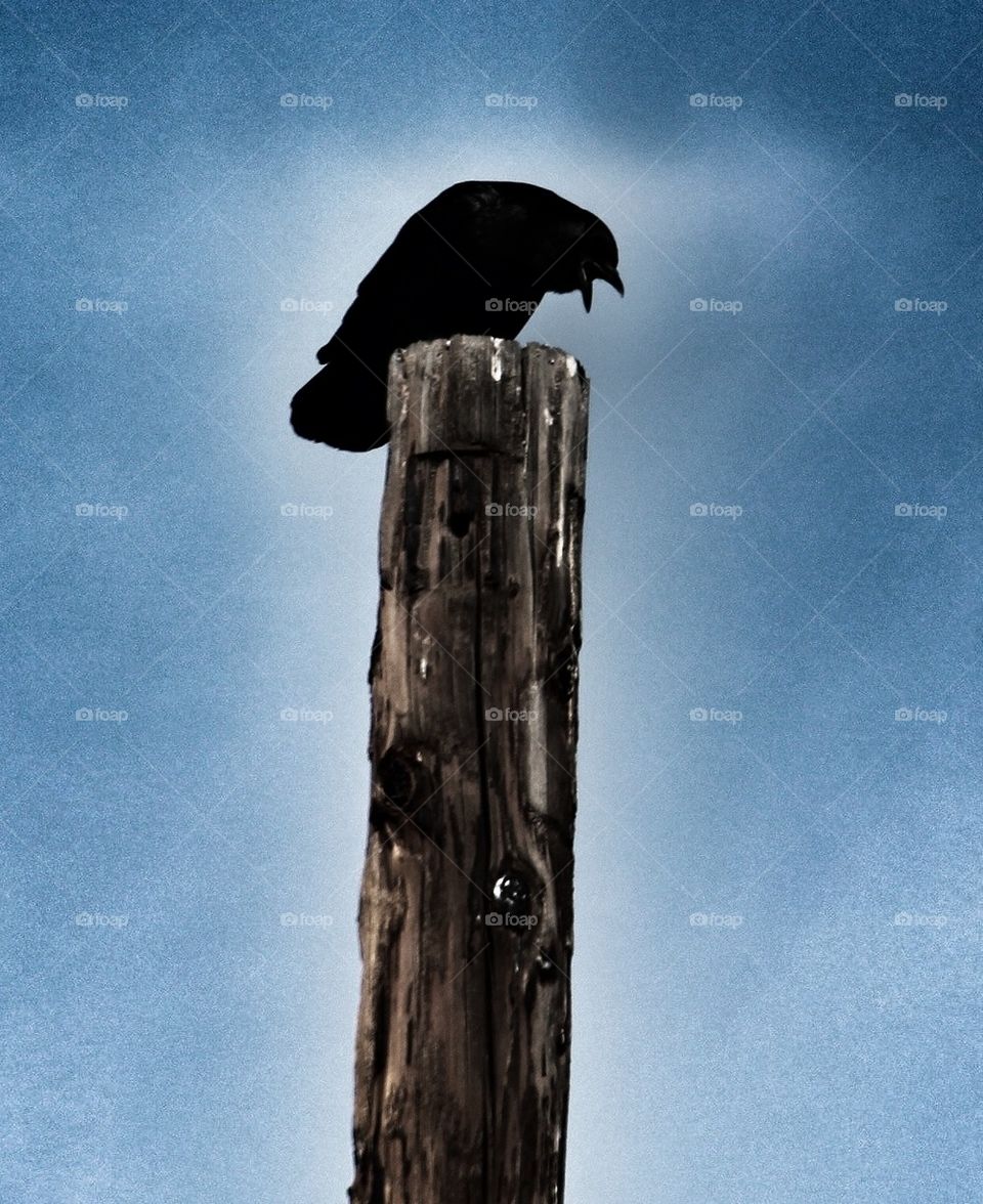 Gloomy crow