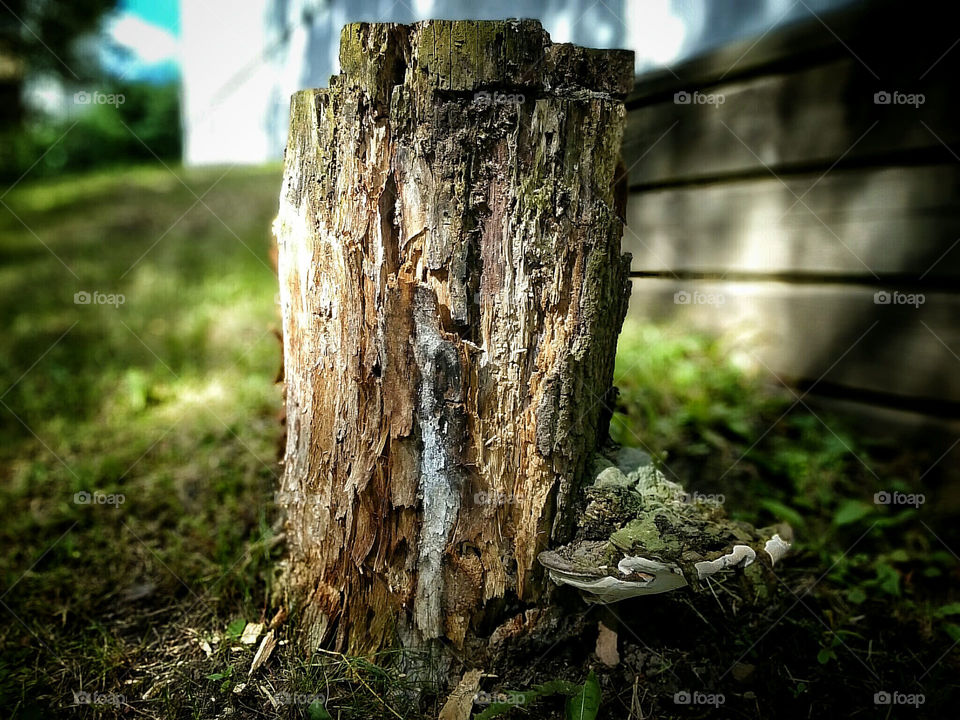 Tree Stump 

Captured with Sony Xperia Z Ultra and developed in Snapseed. .