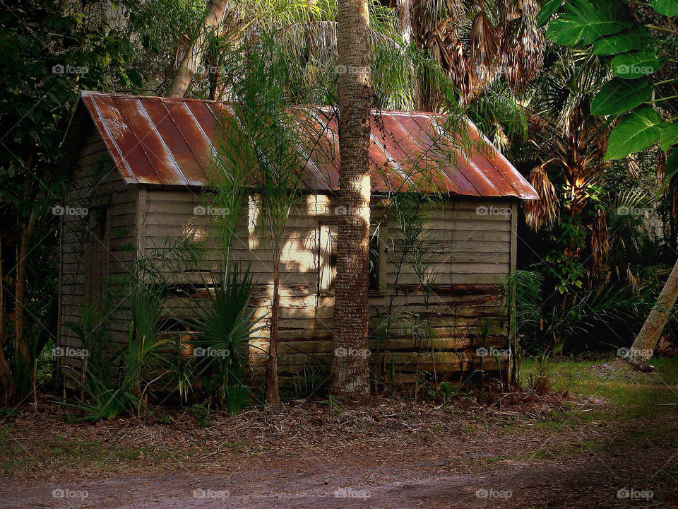 green nature tree palm by brockwillis