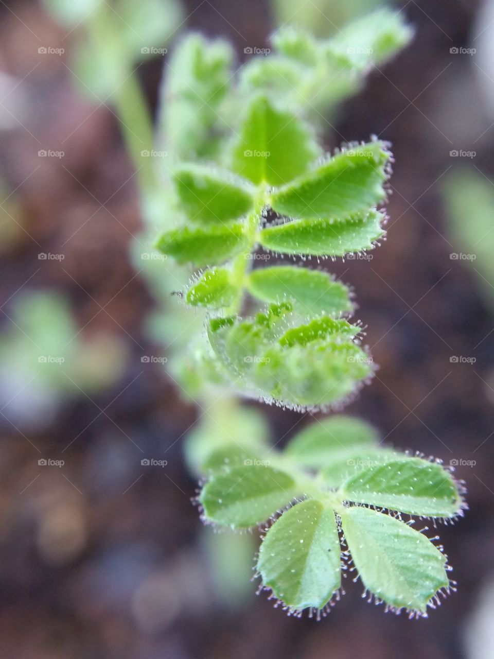 New leaves New life. Tiny sapling, new green leaves.