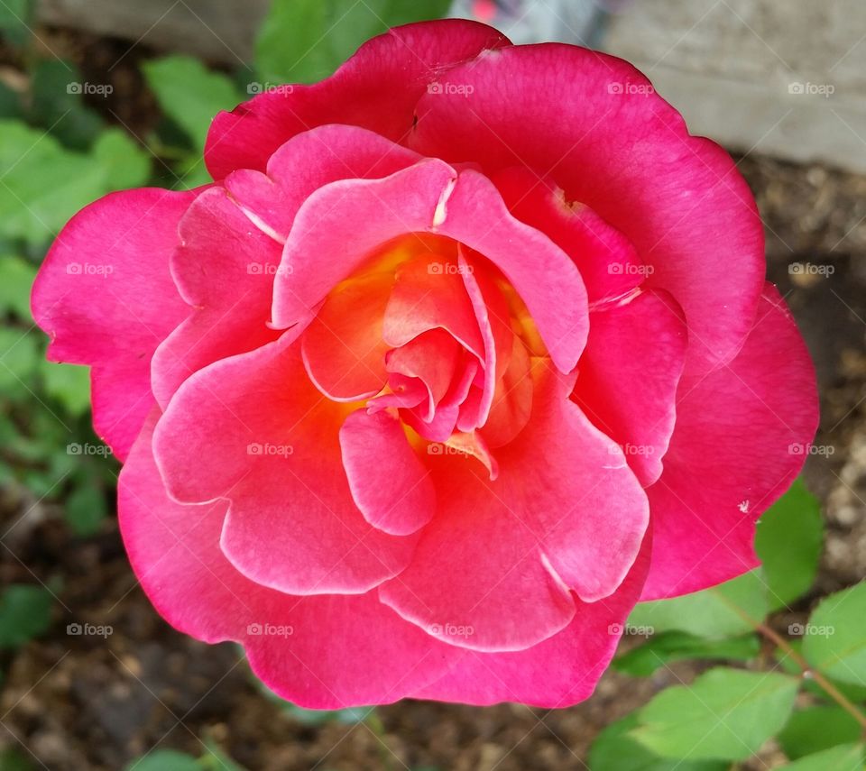 Mary's rose