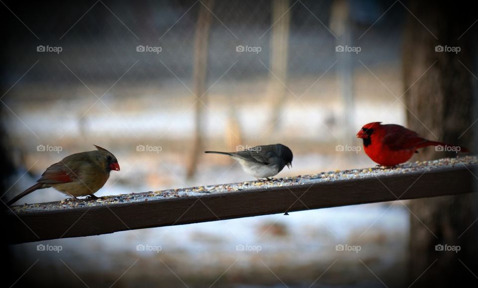 female cardinal junco and male cardinal