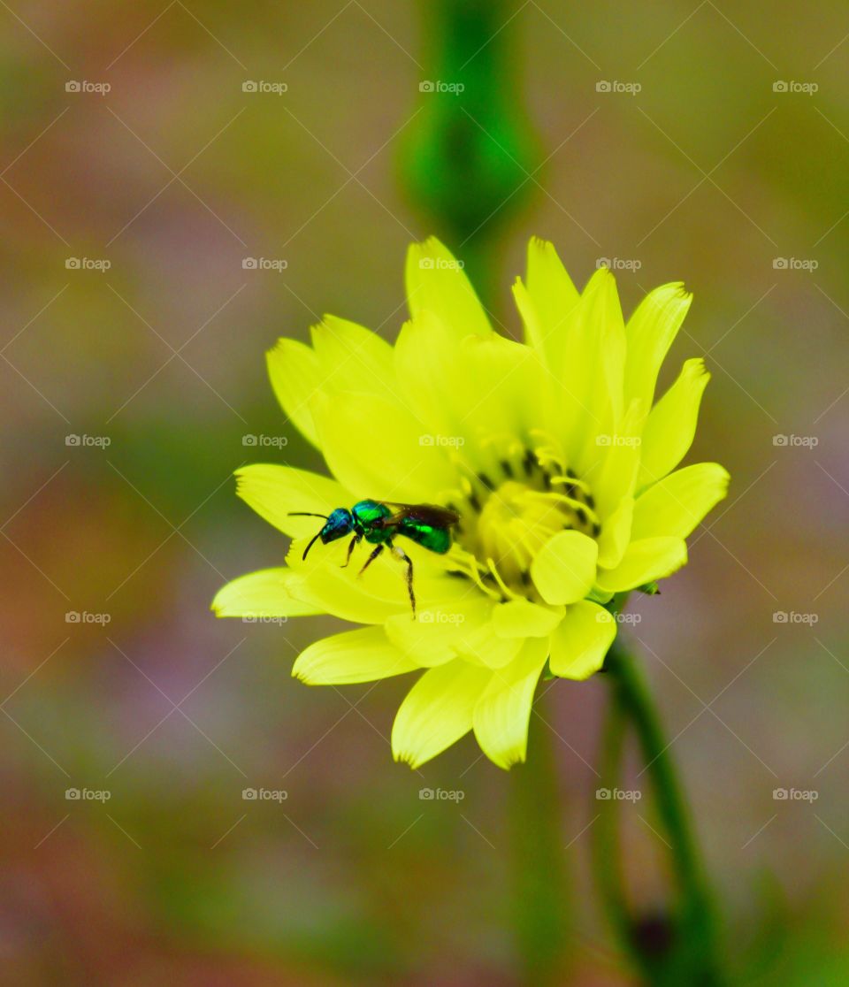 Bee on a dandelion flower