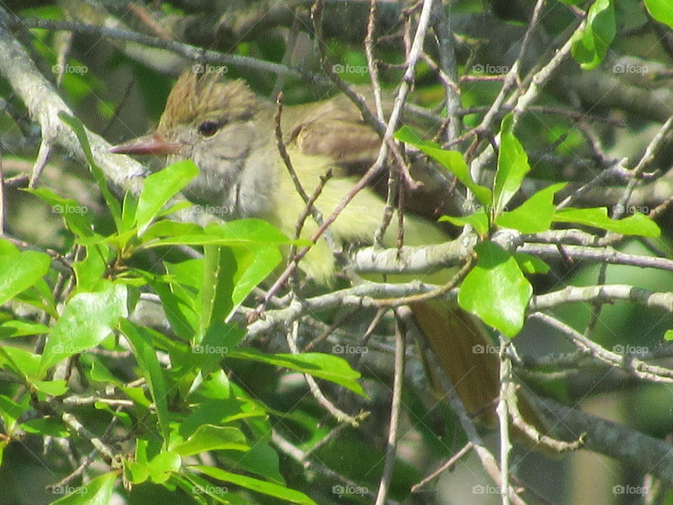 Great crested flycatcher