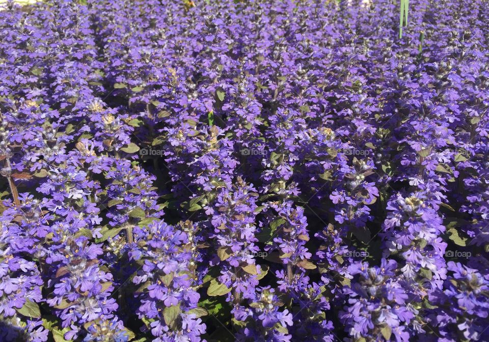 Suuny purple flowers
