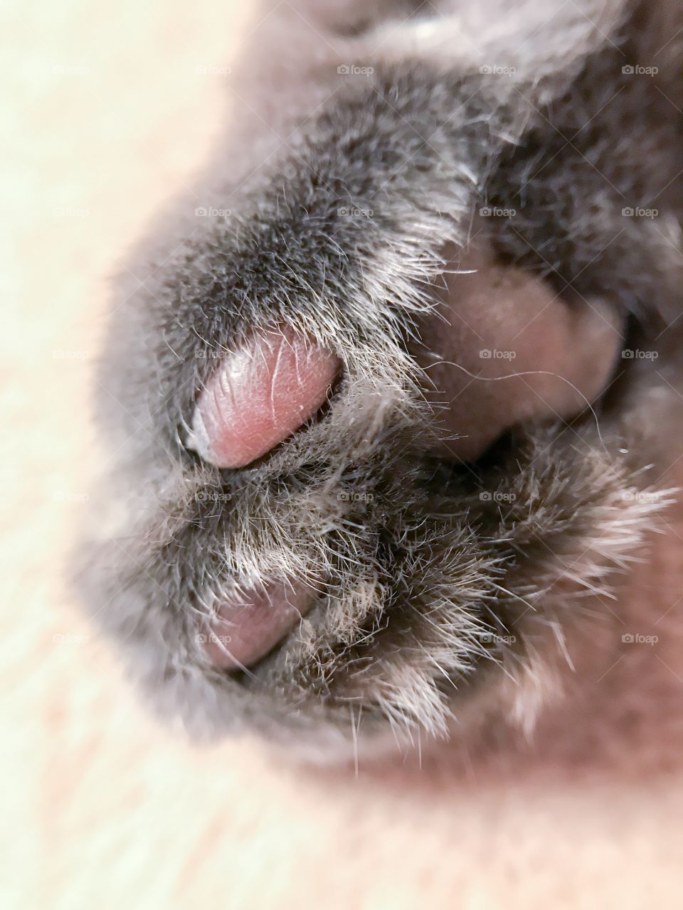 Cat's foot