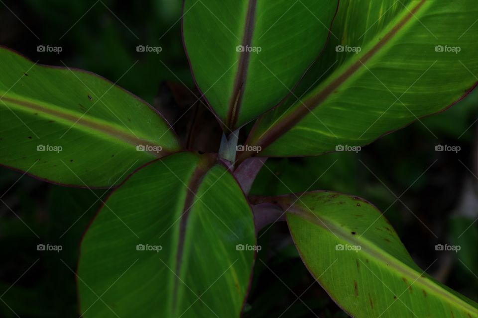 Green plant/Planta verde.