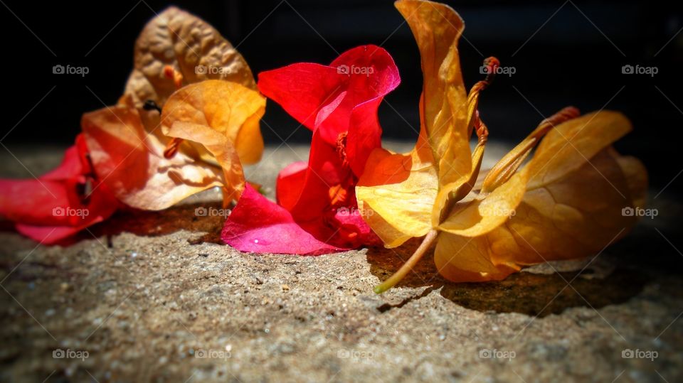flowers fall on the ground