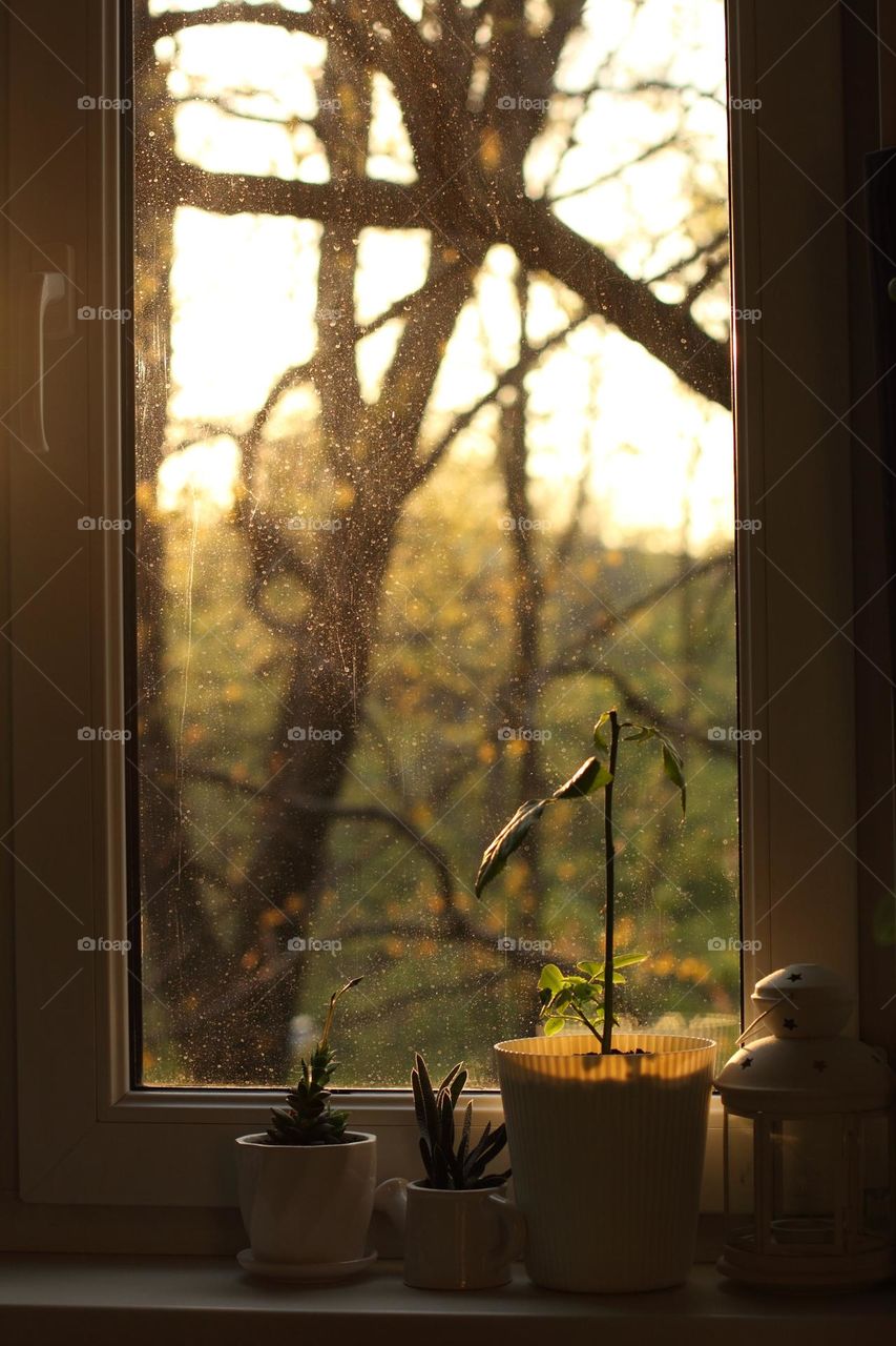 Succulents and a rose on a windowsill