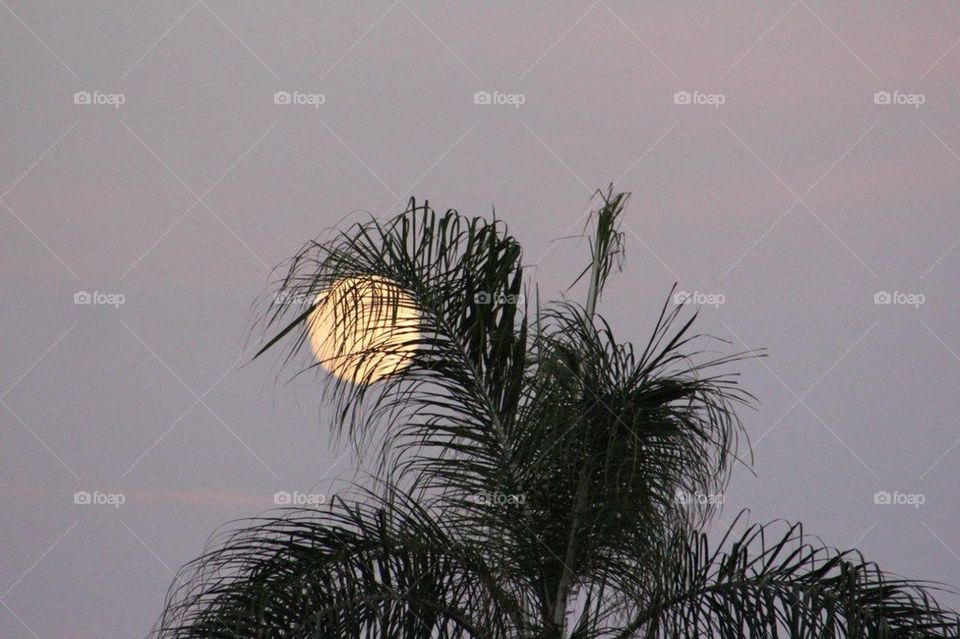 Moon through the palm tree