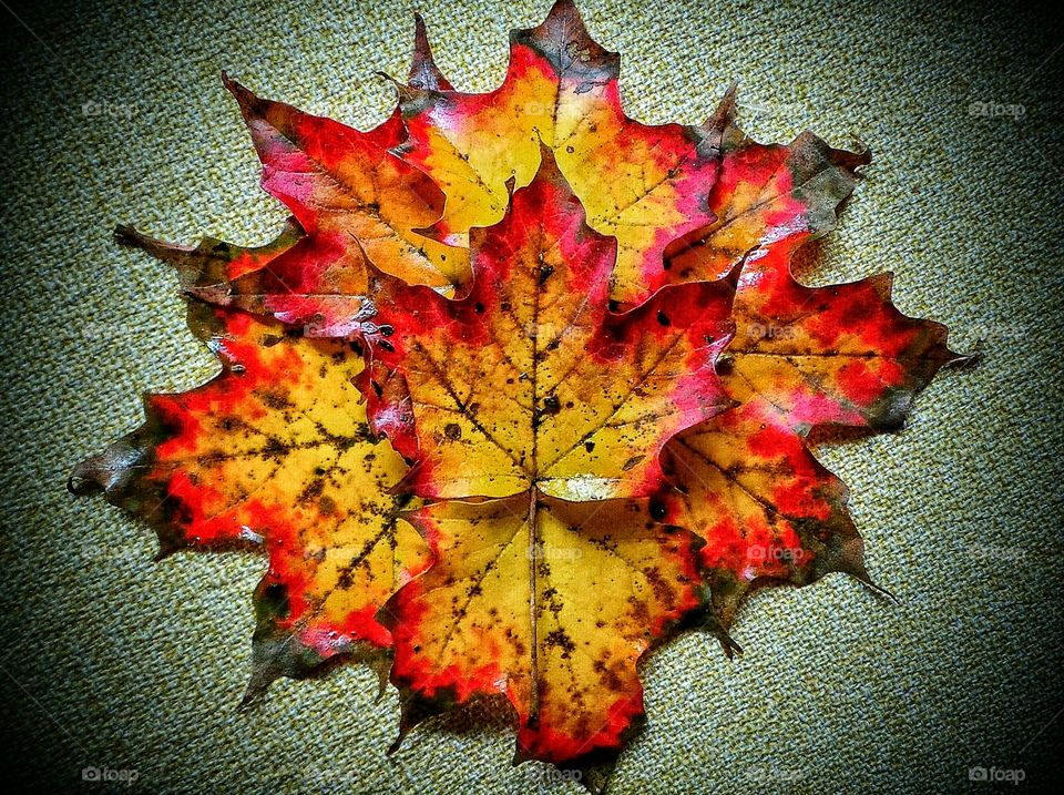 View of red leaf against background