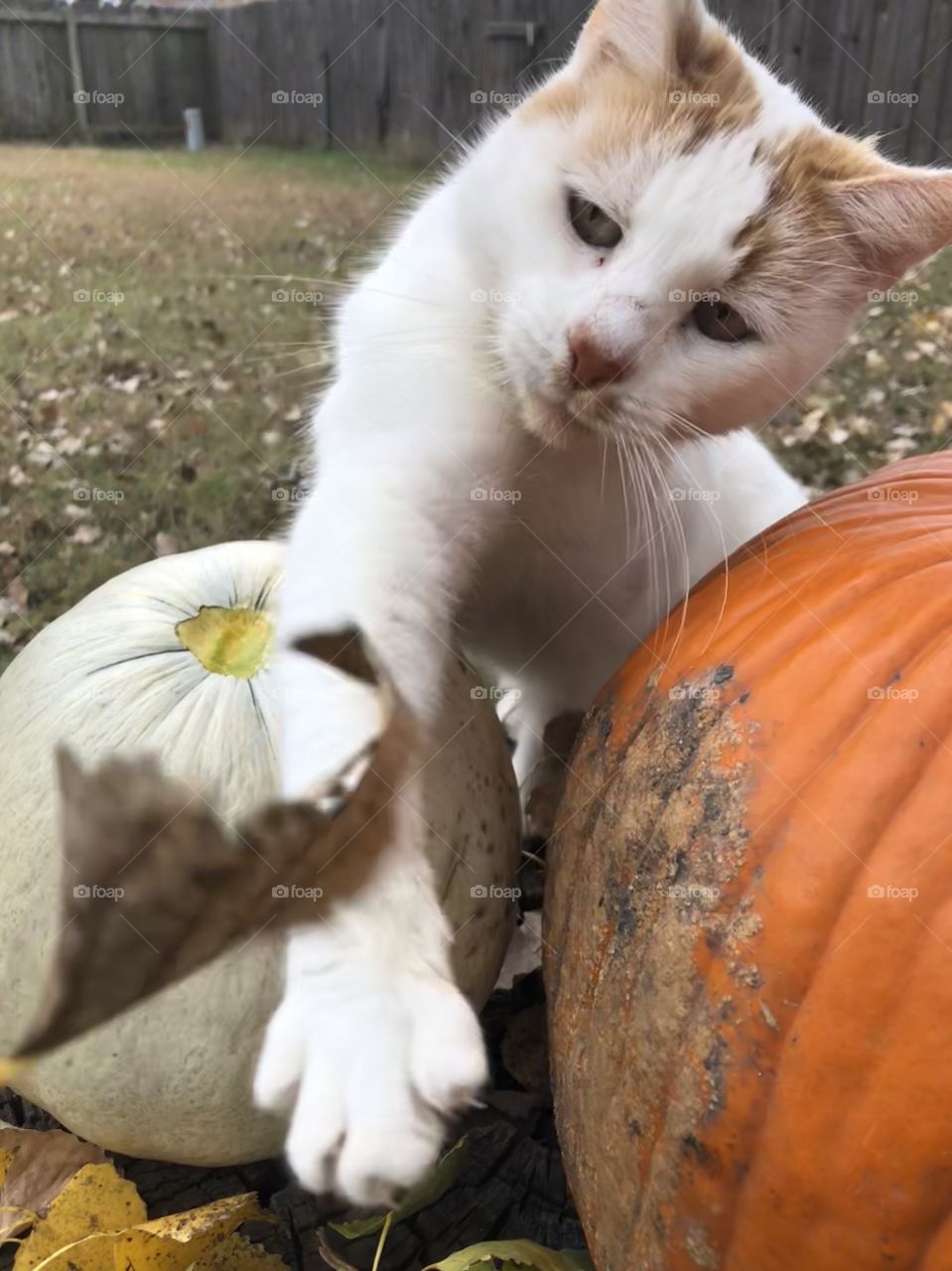 Cat patting at leaves while being photographed by a pumpkin