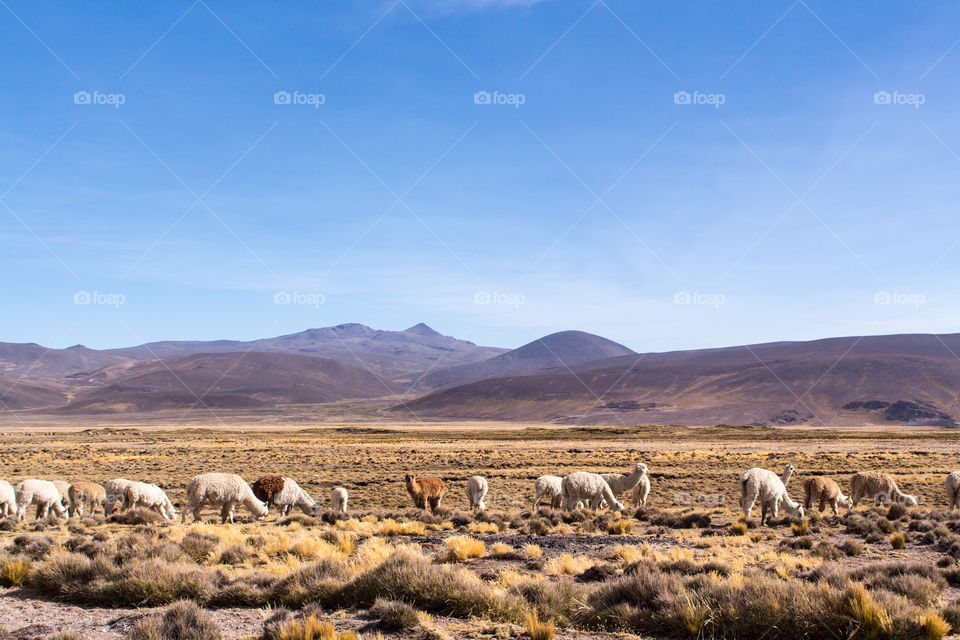 herd of alpacas pasturing with the view of  mountains in the horizon