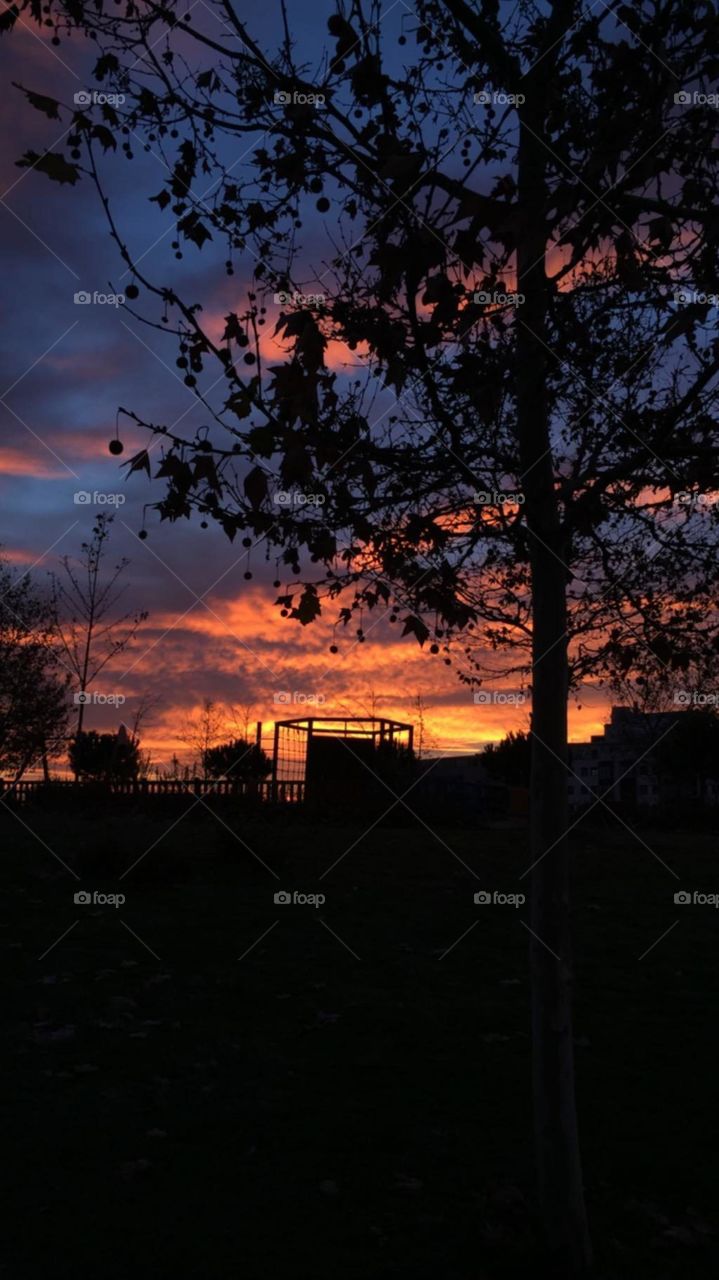 fire sunset with tree silhoutte