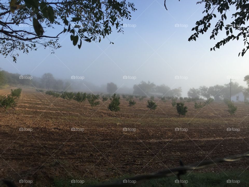 Young peach orchard