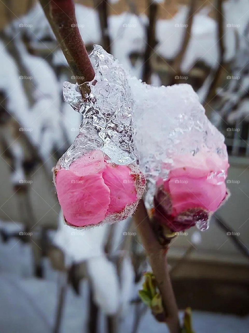 Can I believe in winter? Spring is here too. The snow on the flowers have a strange and beautiful contrast!The magic of nature is here...