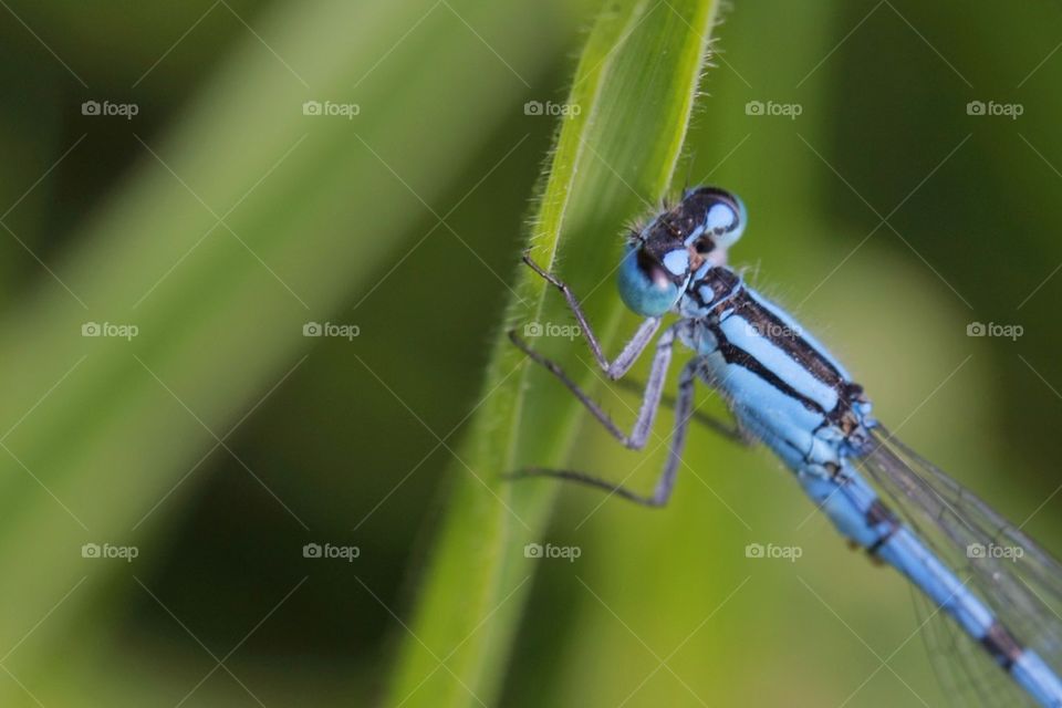 Blue Dragonfly Close-Up