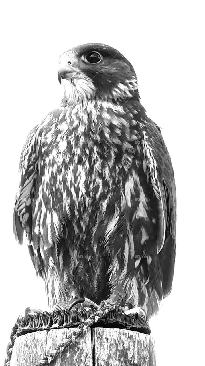 A falcon in black and white.