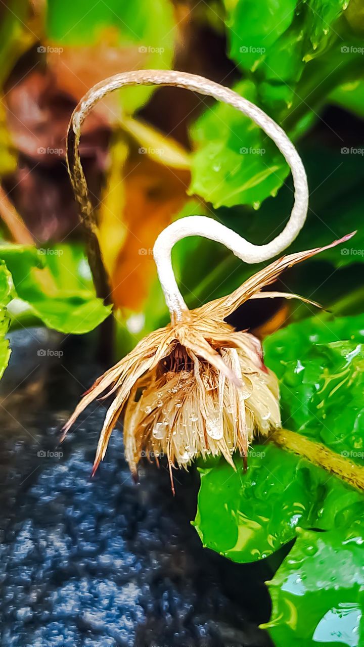 Cowtongue Arnica Bud Flower