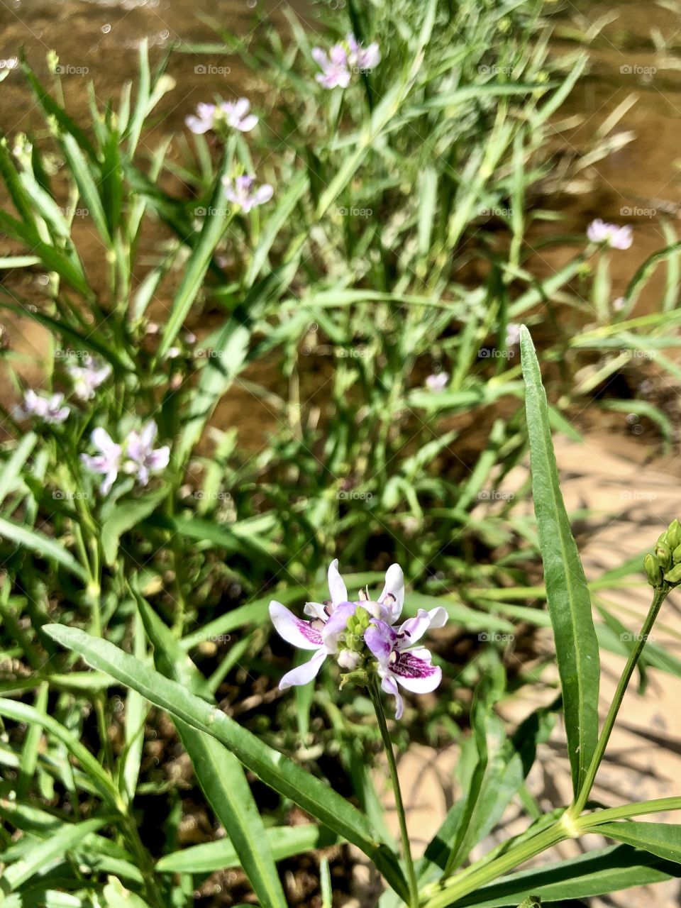 Closeup of flowering reeds in shallow river 