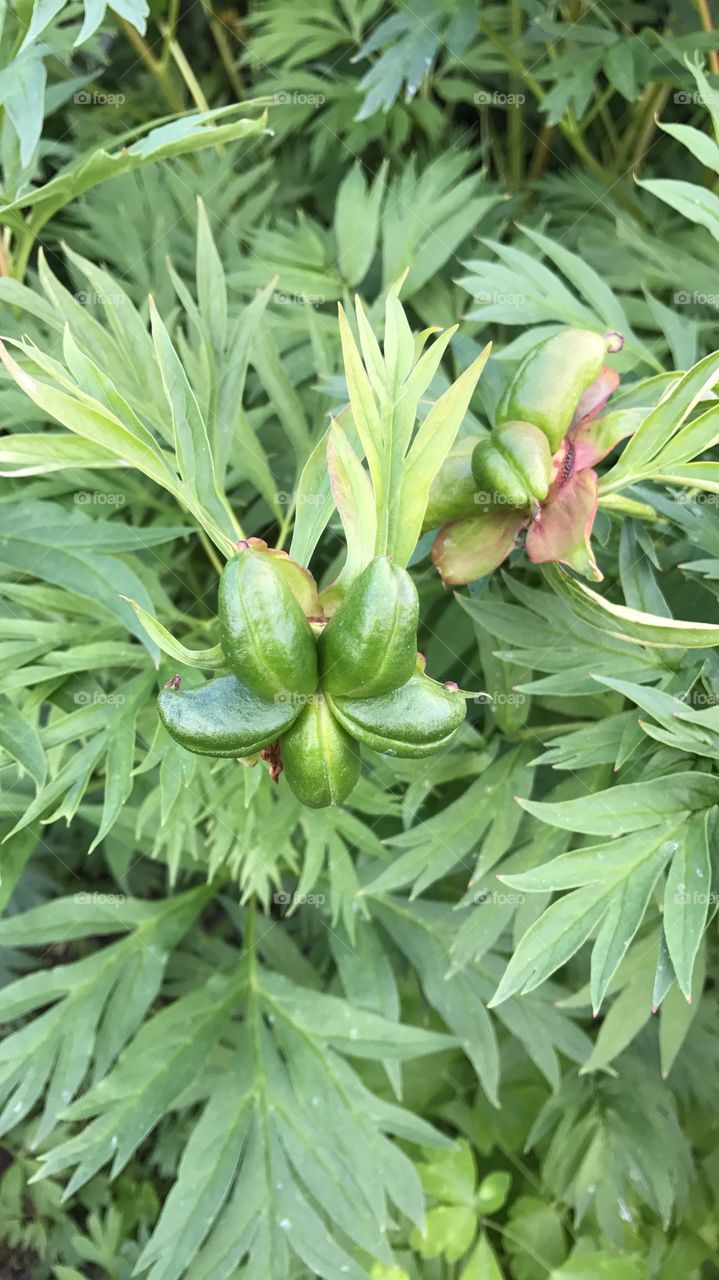 Interesting flower in green
