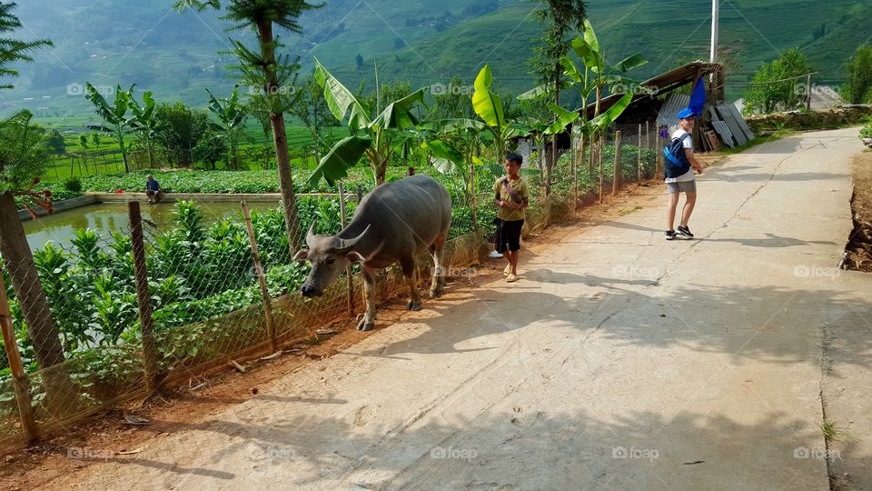 Walking experience in Sapa . Trip to Vietnam