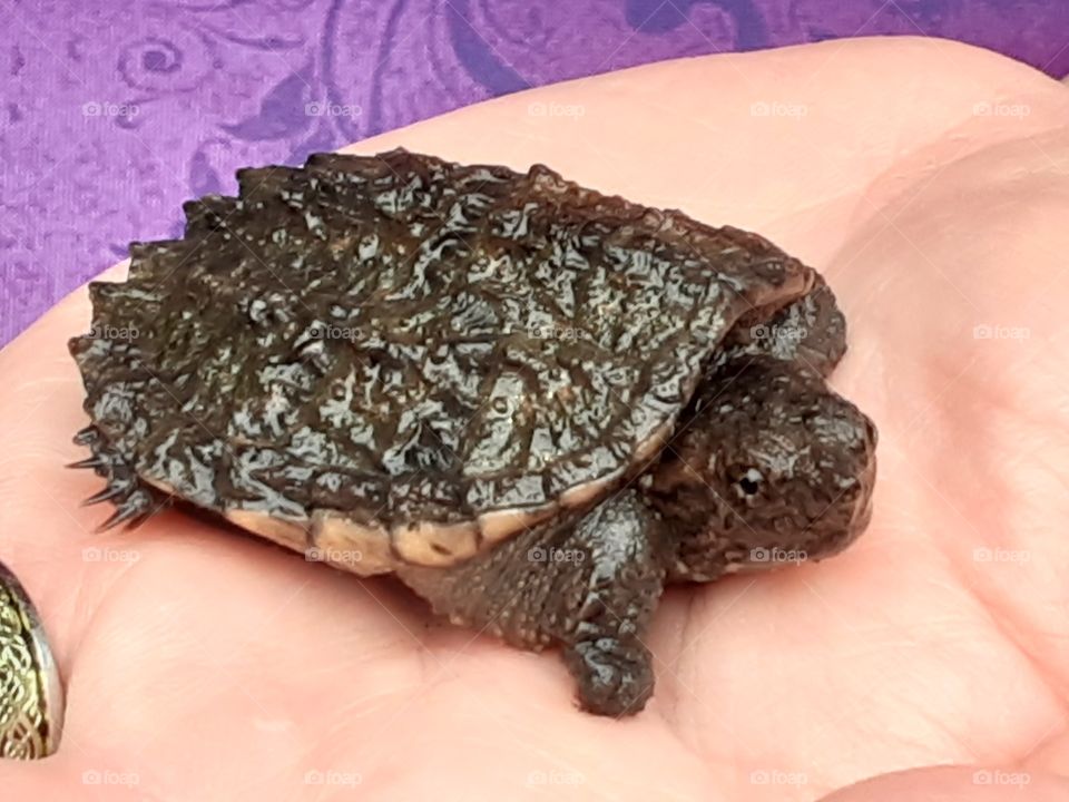 Baby Snapping Turtle