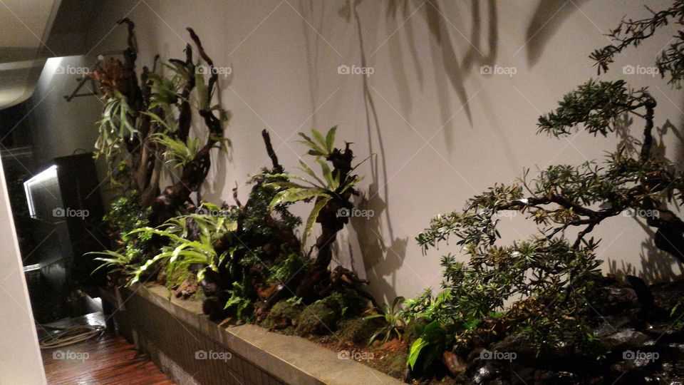 dry ornamental tree, ornamental wood, ornamental tree trunk, indoor tree