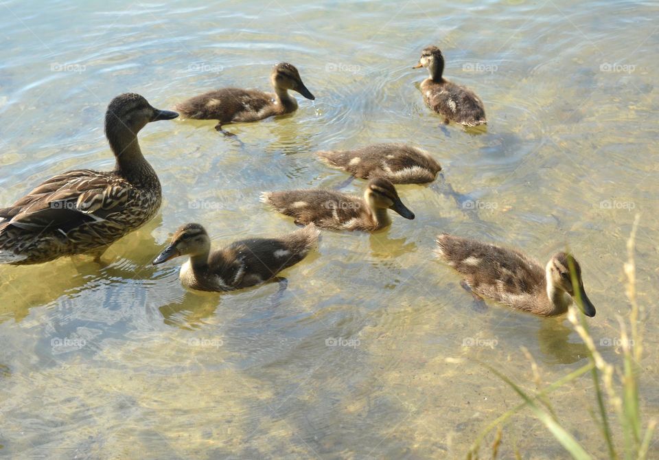 duck with ducklings swimming summer time