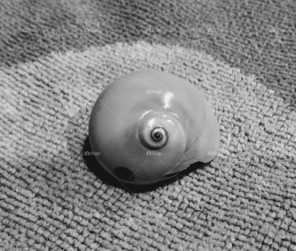 seashell