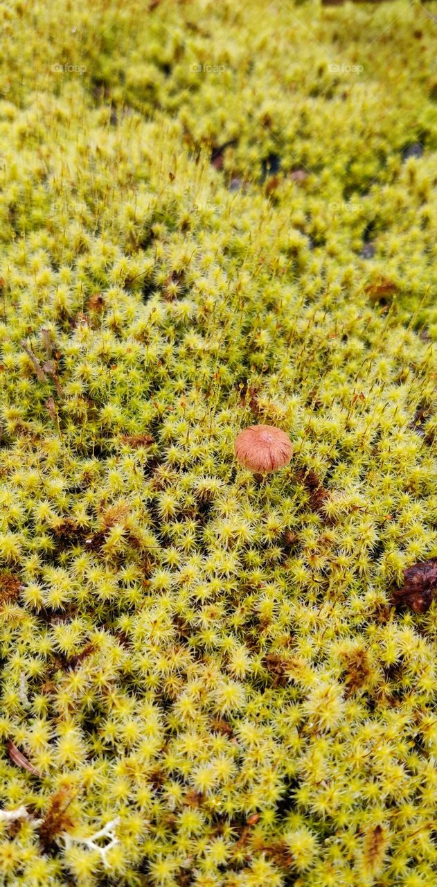 Mini mushroom and moss.