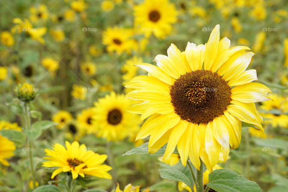 Brilliant Sunflowers 