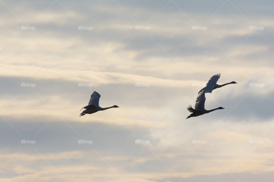 Flock of trumpeter Swans in flight