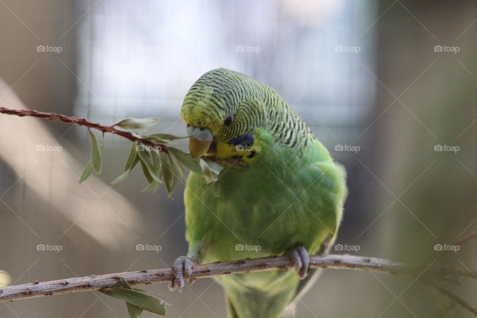 A small green budgerigar pulling at the leaves on the branches of the tree hungrily