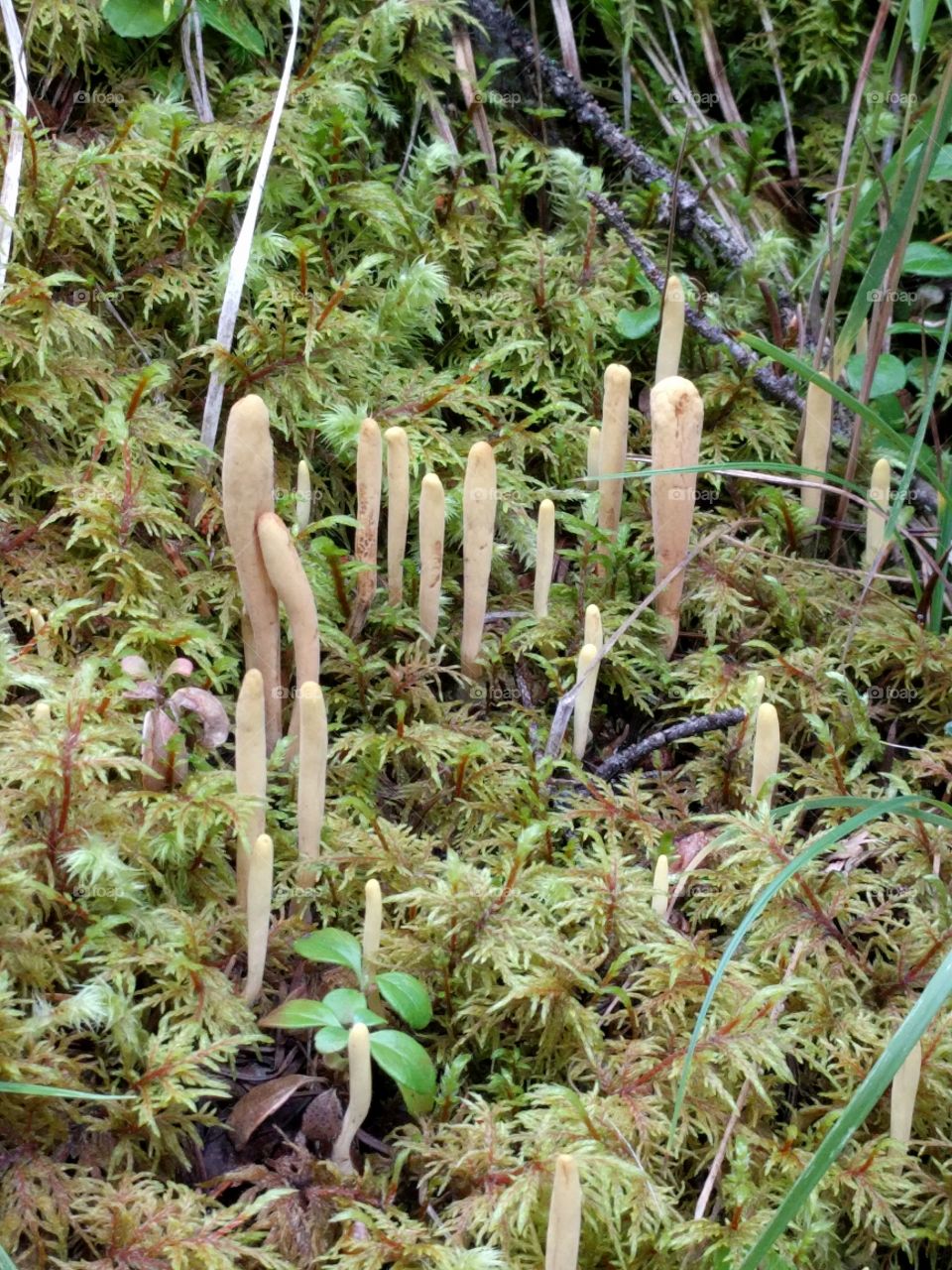 fungi in the moss