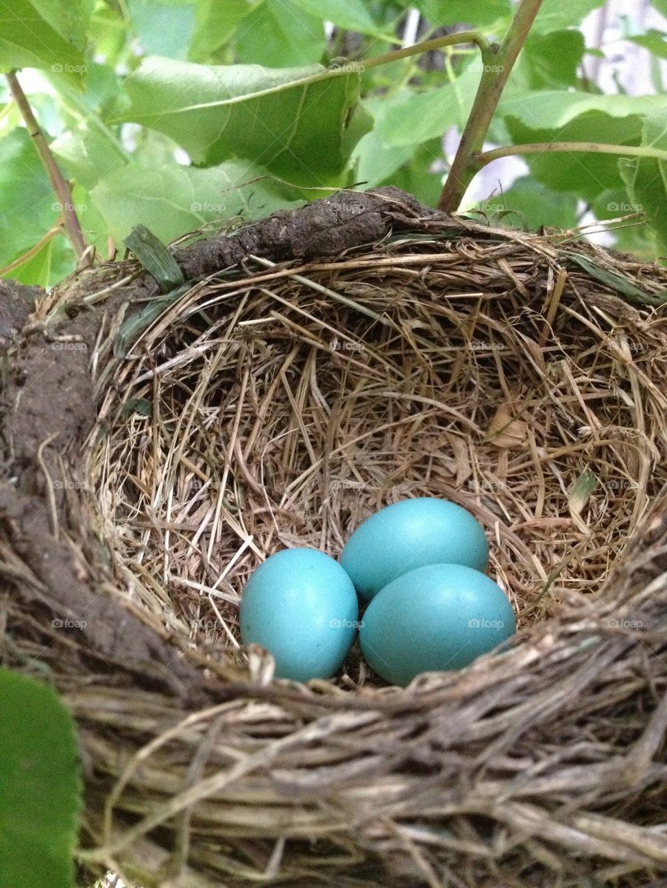 Robin eggs