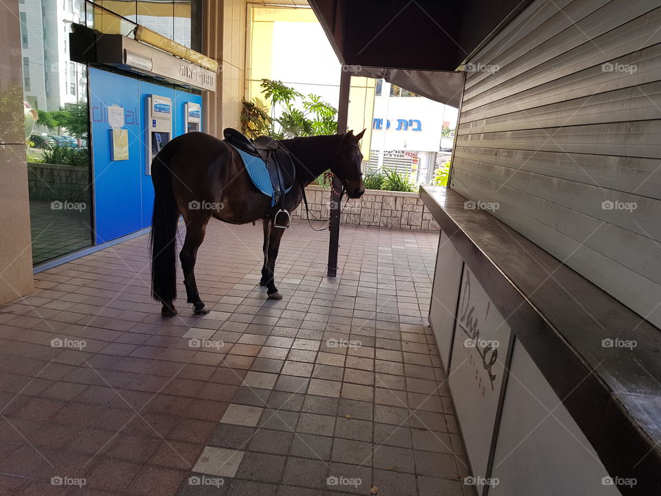 horse waiting in business street 2018