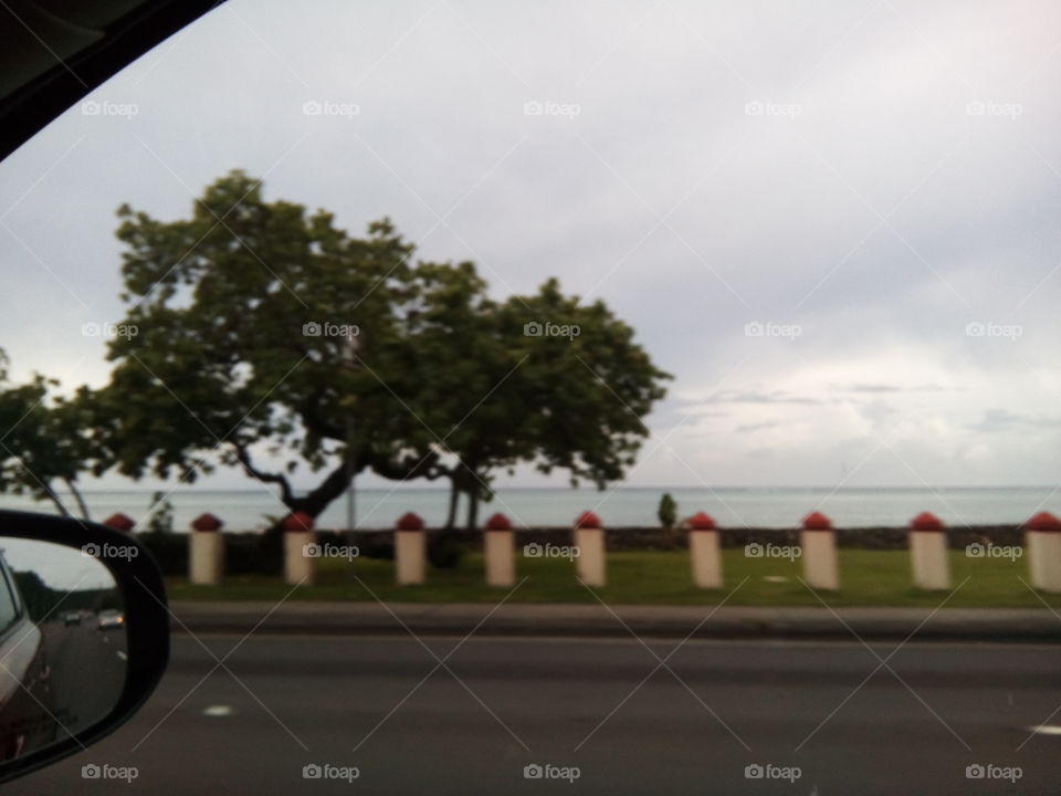 beach and tree