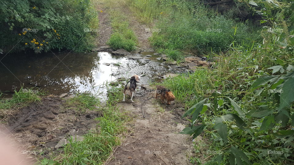 Dogs checking out the creek