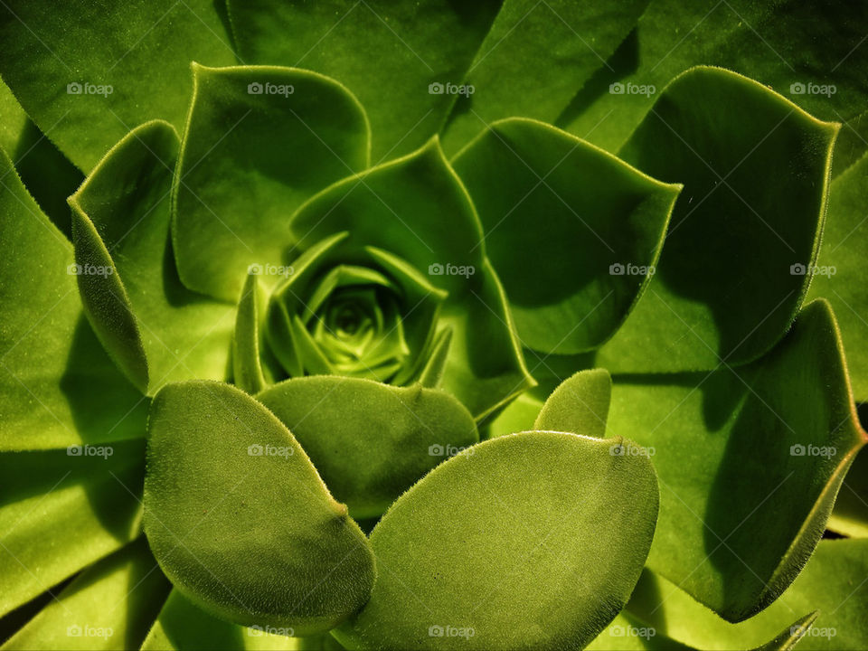 Detail of succulent plant