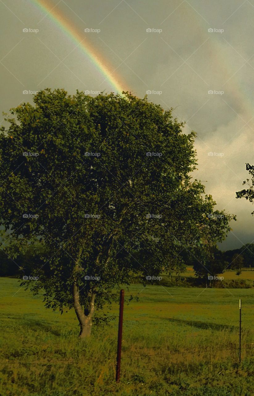 Rainbow behind the tree