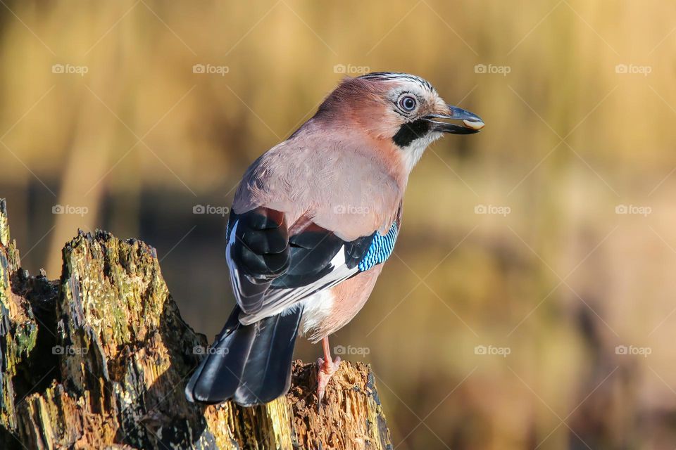 Blue Jay close up in the forest