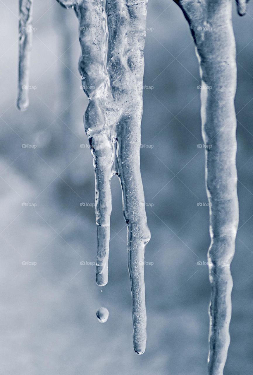 Water drips from frozen icicles 