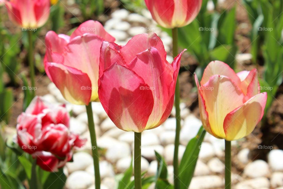 Beautiful tulips of Ankara, Turkey
